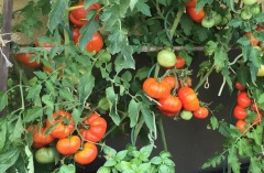 Tomaten2015